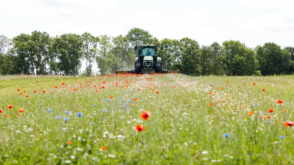 Tracktor mäht eine Wiese mit Mohn- und Kornblumen.